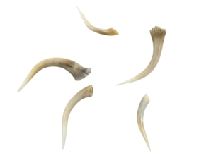 Real #2 Rattlesnake Fang Tips 