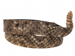 1" Real Rattlesnake Hat Band with Rattle and Rattle Pin rattlesnake hatbands