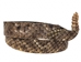 1" Real Rattlesnake Hat Band with Rattle and Rattle Pin - 598-HB199 (C4H)