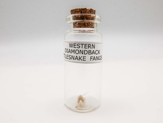 Real Rattlesnake Fang in a Jar 