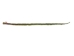 Sweetgrass Braid: 24" to 30" - 63-03-2434