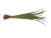 Sweetgrass Braid: 24" to 30" - 63-03-2434