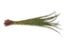 Sweetgrass Braid: 24" to 30" - 63-03-2434 (K17)