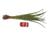 Sweetgrass Braid: 24" to 30" - 63-03-2434