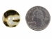 Freshwater Mother Of Pearl Button: 28L (17.8mm or 0.7") - 675-28L (Y2KC15)(Y1H)