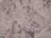 Dyed Icelandic Shearling: Suede: Gray (sq ft) - 7-50-GYT-AS (Y1LRE)