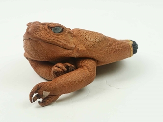 Cane Toad Coin Pouch: XXL: Natural Brown 