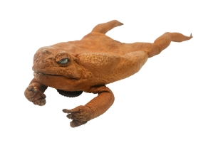 Cane Toad Necklace Pouch XXL change pouch, change purse, coin pouch, coin purse