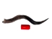 Kudu Horn: Large (34" to 38") - 1024-LG (Y1HRF)
