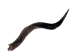 Kudu Horn: Large (34" to 38") - 1024-LG (Y1HRF)