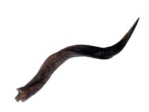 Kudu Horn: Large (34" to 38") 