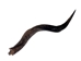 Kudu Horn: Large (34&quot; to 38&quot;) - 1024-LG (Y1H)