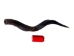Kudu Horn: Medium (27" to 33") - 1024-ME (Y1HRF)