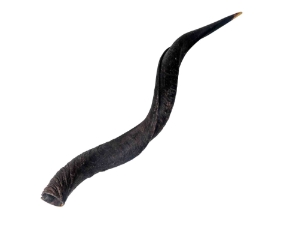 Kudu Horn: Medium (27" to 33") 