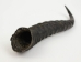 Springbok Horn: Large:~9" to 12" - 1025-LG (Y1KRO)