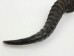 Springbok Horn: Large:~9" to 12" - 1025-LG (Y1KRO)
