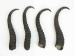 Springbok Horn: Large:~9" to 12" - 1025-LG (Y1KRO)