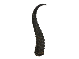 Springbok Horn: Large:~9" to 12" 