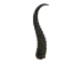 Springbok Horn: Large:~9" to 12" - 1025-LG (Y1KRO)