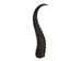 Springbok Horn: Large:~9" to 12" - 1025-LG (Y1K)