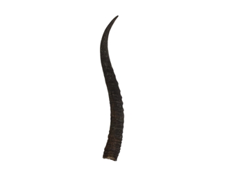 Springbok Horn: Medium: ~6" to 9" 