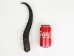 Springbok Horn: XL: ~12"+ - 1025-XL (Y1K)