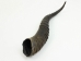 Springbok Horn: XL: ~12"+ - 1025-XL (Y1K)