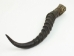 Springbok Horn: XL: ~12"+ - 1025-XL (Y1K)