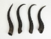 Springbok Horn: XL: ~12"+ - 1025-XL (Y1K)
