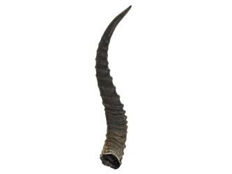 Springbok Horn: XL: ~12"+ 