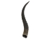 Springbok Horn: XL: ~12"+ - 1025-XL (Y1K)
