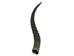 Springbok Horn: XL: ~12"+ - 1025-XL