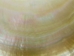 Polished M.O.P. Gold Lip: 5" - 1085-5