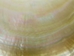 Polished M.O.P. Gold Lip: 5" - 1085-5