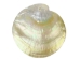 Polished M.O.P. Gold Lip: 5" - 1085-5