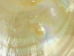 Polished M.O.P. Gold Lip: 6" - 1085-6 (Y2JC04)