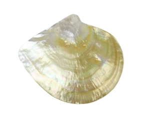 Polished M.O.P. Gold Lip: 6" 