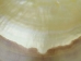 Polished M.O.P. Gold Lip: 7" - 1085-7 (Y2JC10)