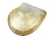 Polished M.O.P. Gold Lip: 7" - 1085-7 (Y2JC10)