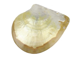 Polished M.O.P. Gold Lip: 7" 