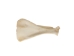 Deer Shoulder Blade - 1137-11 (Y2LRE)