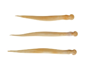 Deer Needle Bone 