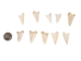 Deer Hoof Bone - 1137-31 (Y2DC01)