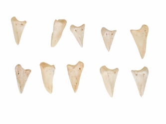 Deer Hoof Bone coffin bones