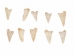 Deer Hoof Bone - 1137-31 (Y2DC01)