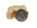 Deer Knuckle Bone: Four-Sided - 1137-32 (Y2LRD)