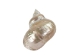 Natural Pearl Polished Turbo Imperialis Shell: Large - 1143-P-PL-L (Y3LRI)