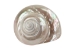 Natural Pearl Polished Turbo Imperialis Shell: Large - 1143-P-PL-L (Y3LRI)