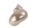Natural Pearl Polished Turbo Imperialis Shell: Medium - 1143-P-PL-M (Y3LRB)