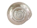 Natural Pearl Polished Turbo Imperialis Shell: Medium - 1143-P-PL-M (Y3LRB)